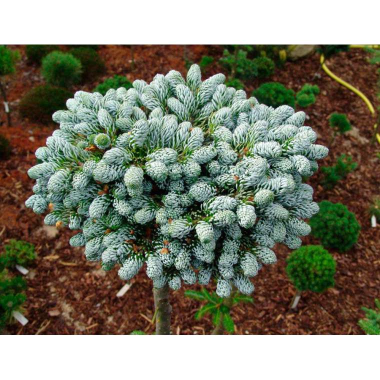 Abies Korean'Kohout's Icebreaker' 