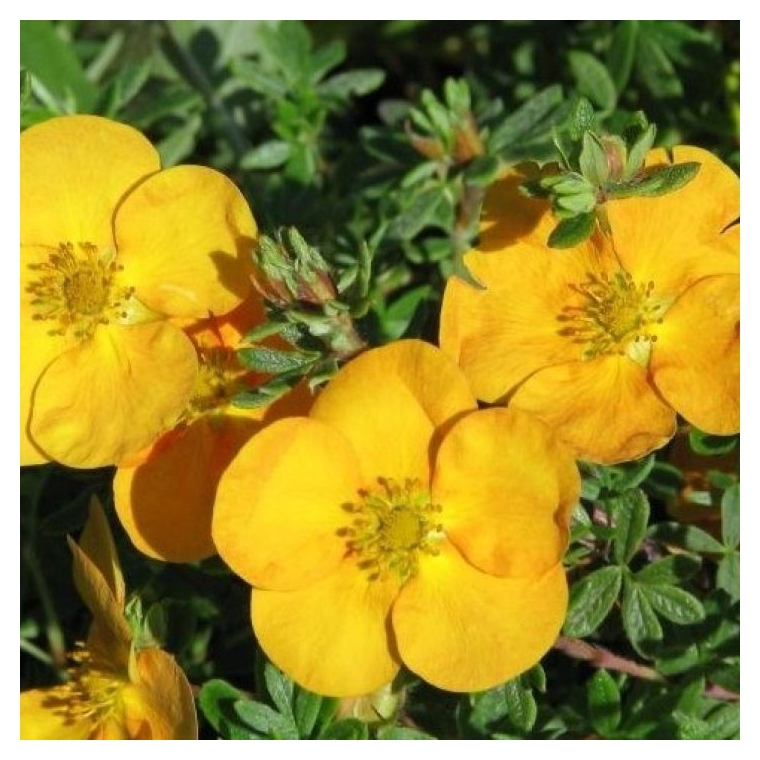 Potentilla fruticosa'Tangerine' 