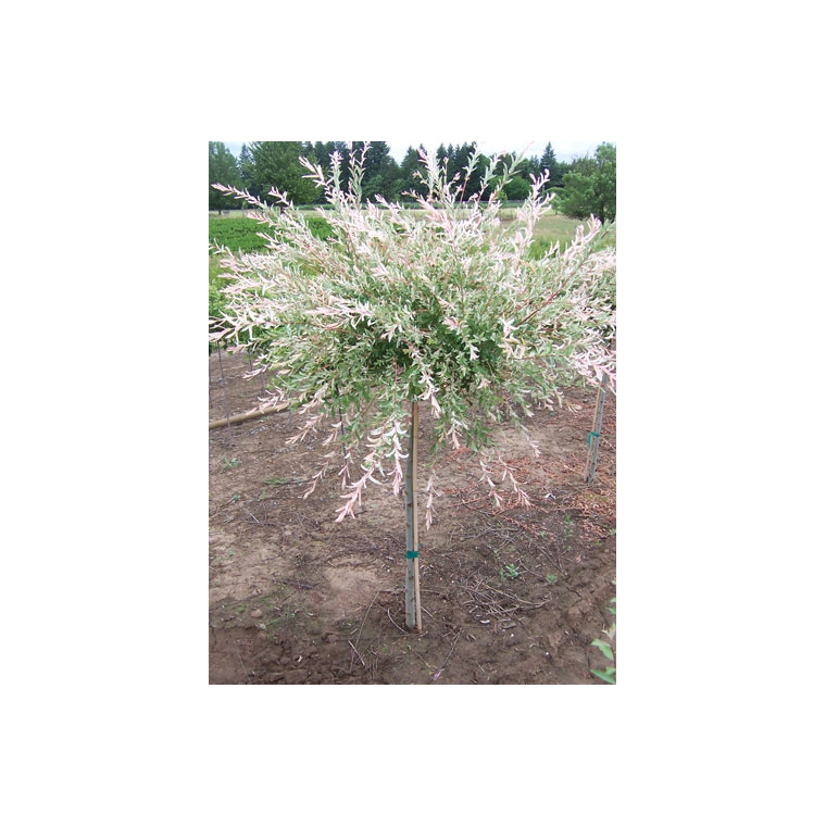 Salix integra'Hakuro Nishiki' 