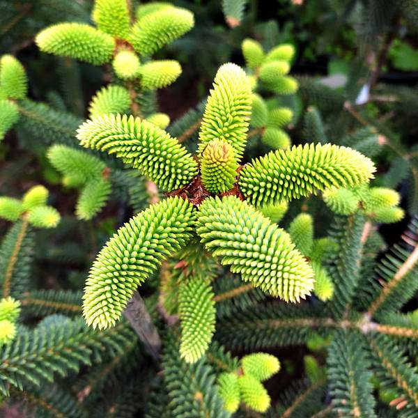 Abies pinsapo'Serenade' 