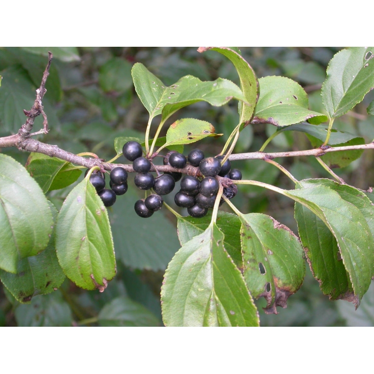 Rhamnus cathartica 