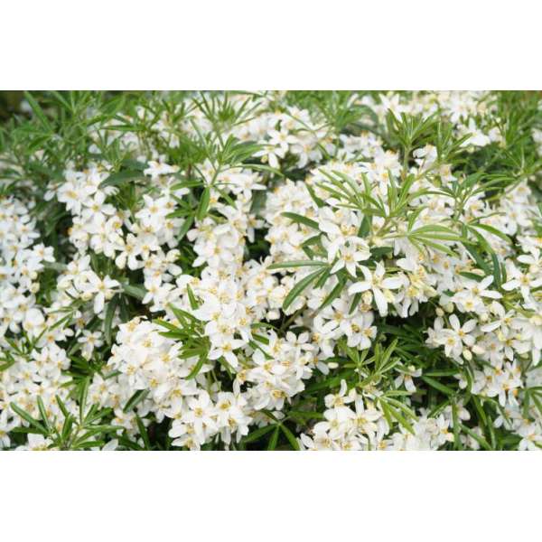 Choisya'Aztec Pearl' 