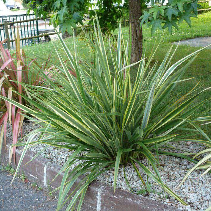 Phormium'Duet' 