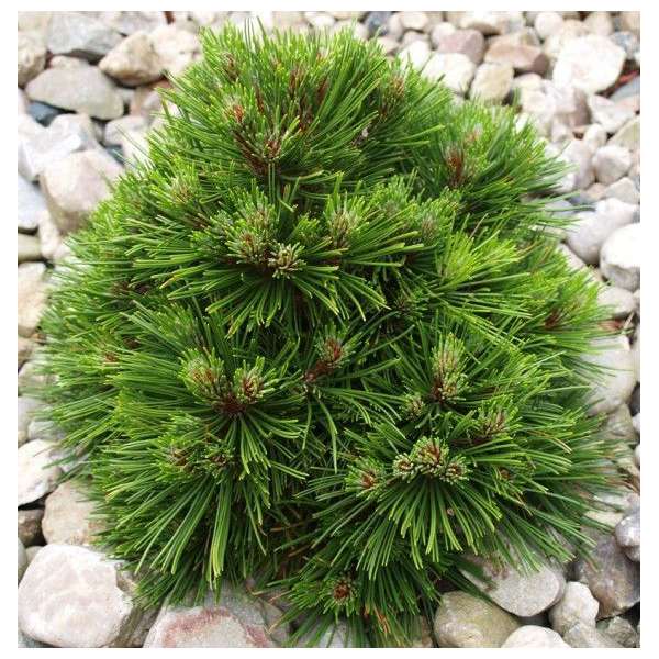 Pinus mugo'Benjamin' 