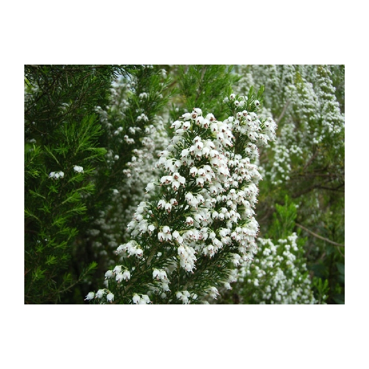 Erica arborea'Alpina' 