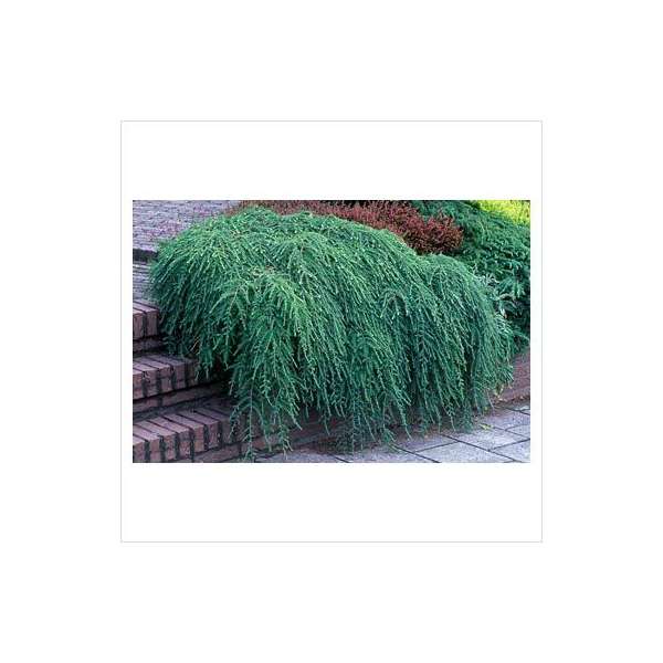 Tsuga canadensis'Cole's Prostate' 