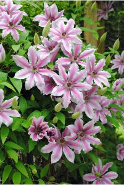 Clematis'Nelly Moser' 