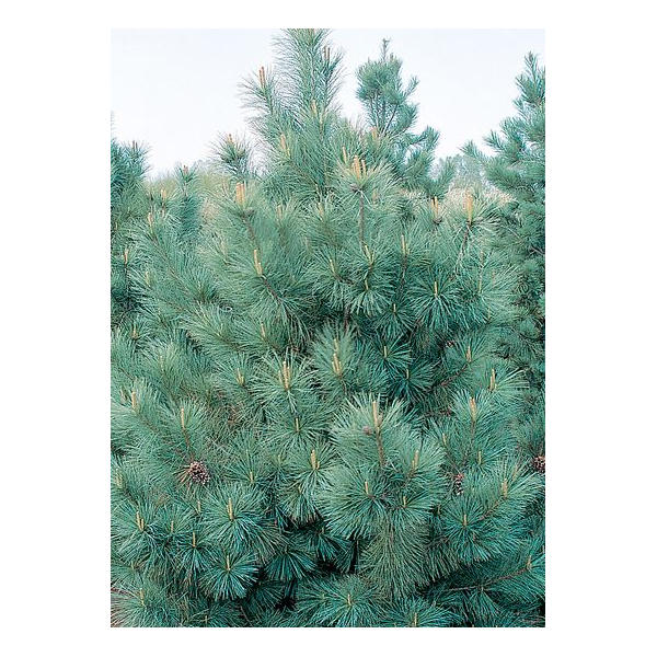 Pinus strobus'Blue Clovers' 