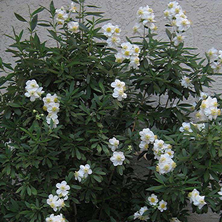 Carpenteria californica'bodnant' 