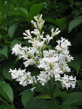 Syringa josikaea'Holger' 