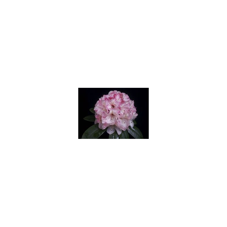 Rhododendron'Cassata' 