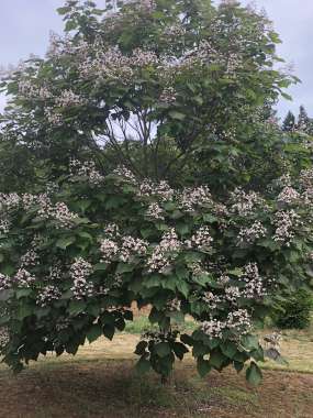 Catalpa erubescens'Purpurea' 