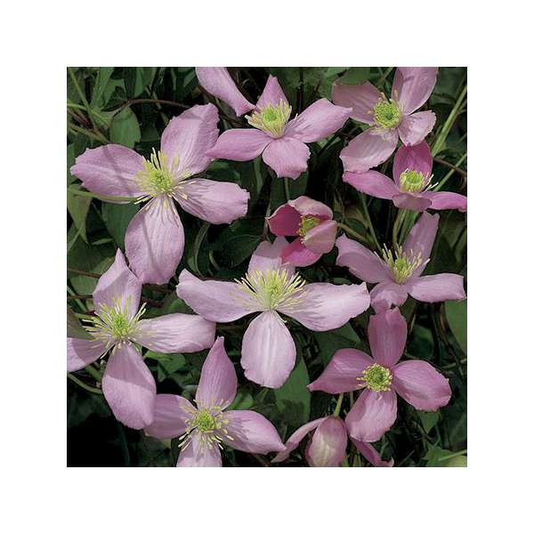 Clematis'Fragrant Spring' 