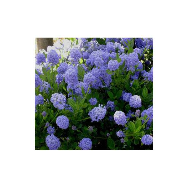 Ceanothus thyrsifolius'Skylark' 