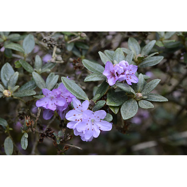 Rhododendron'Fimbricatum' 