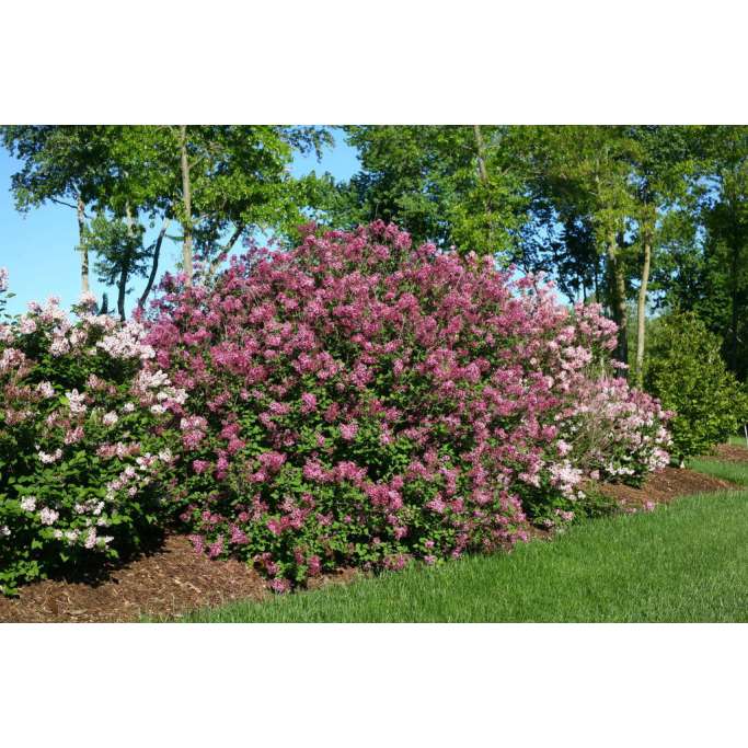 Syringa BOOMERANG'Dark Purple' 