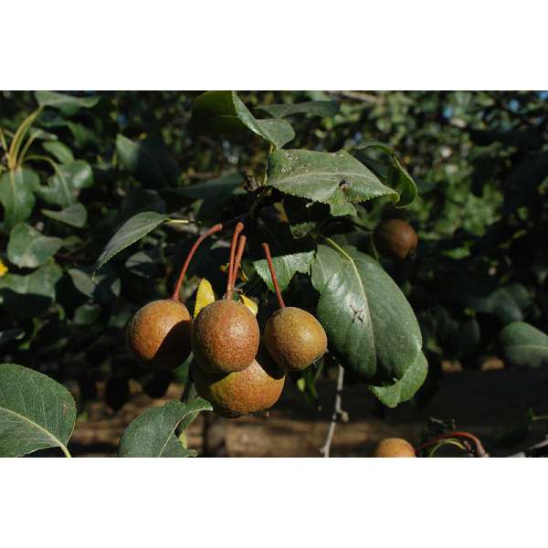 Pyrus communis caucasica 