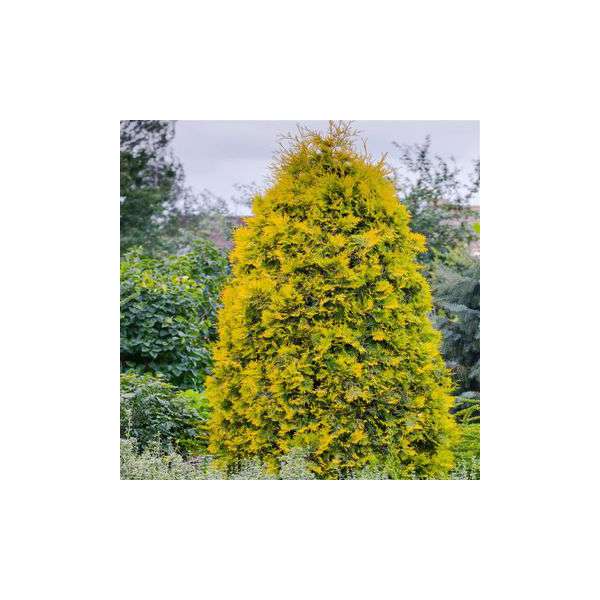Thuja occidentalis'Yellow Ribbon' 