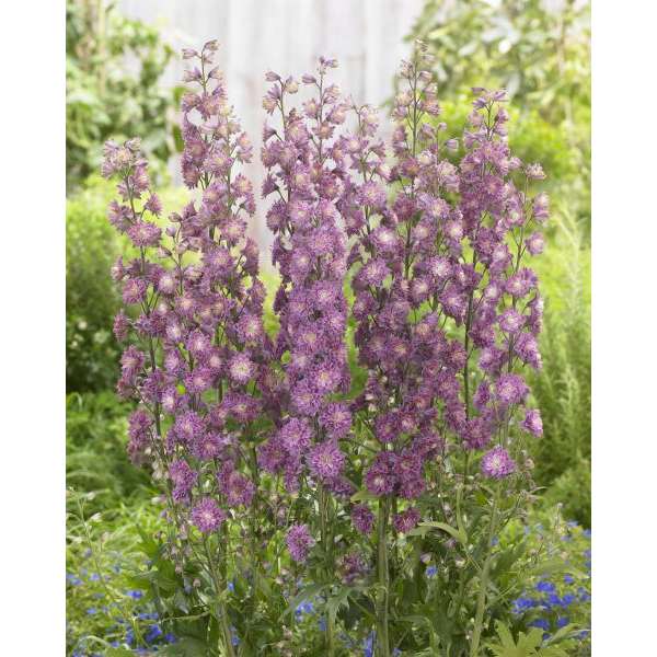 Delphinium'Flamengo' 