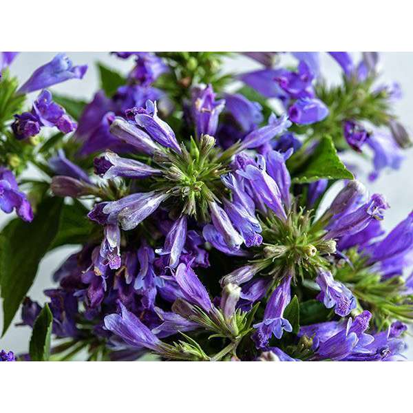 Nepeta subsessilis'Dark Blue Panther'