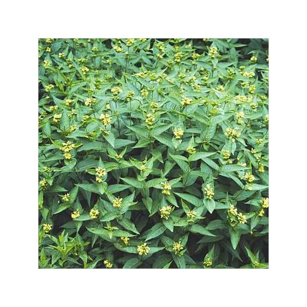 Diervilla sessilifolia 