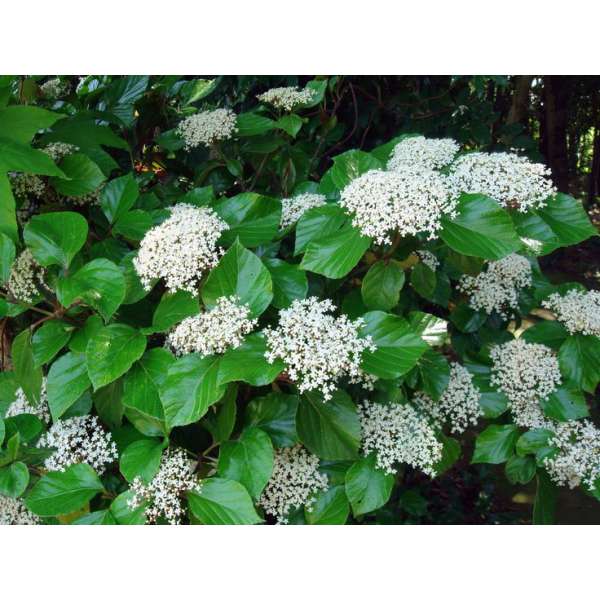 Viburnum japonicum 
