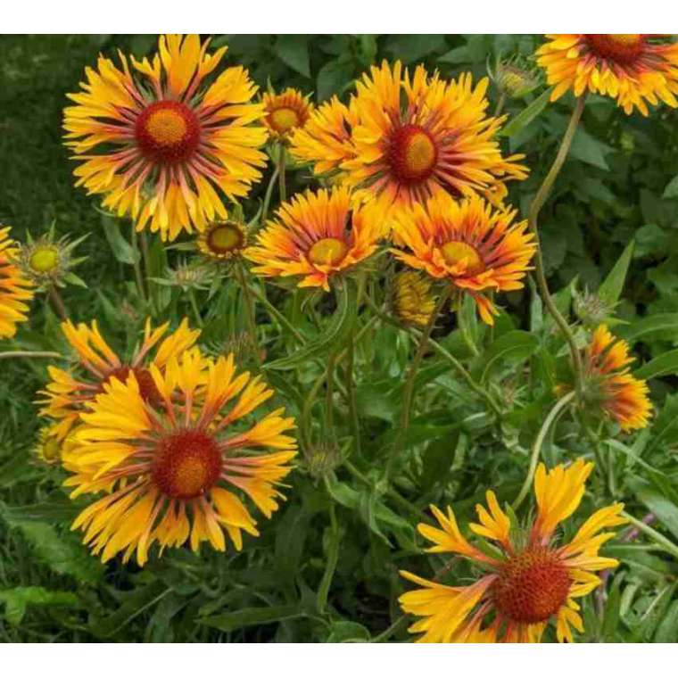 Gaillardia'Amber Wheels'