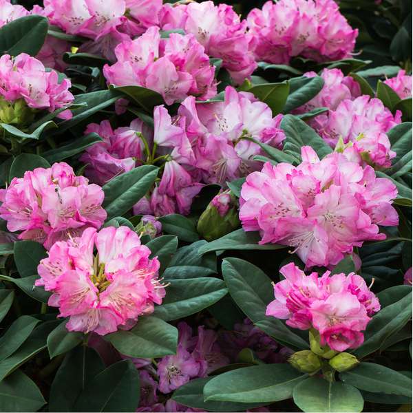 Rhododendron yakushianum'Blurettia' 