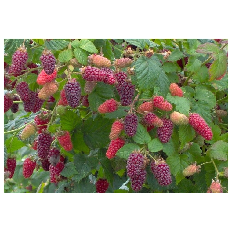 Taybes (Rubus'Tayberry') 