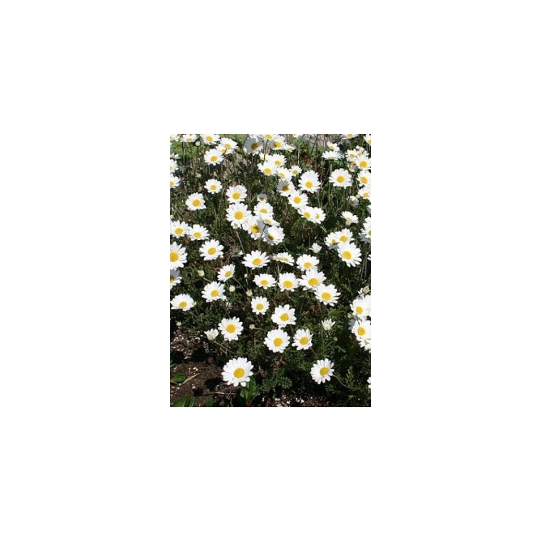 Anthemis carpatica'Karpatenschnee'