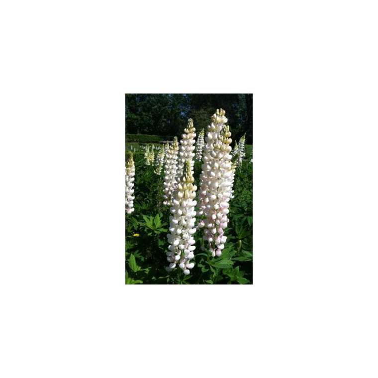 Lupinus'Gallery White'
