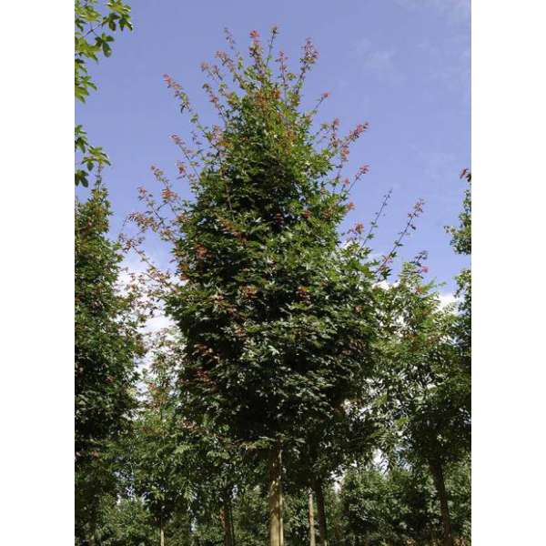 Acer zoeschense'Annae' 