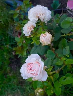 Rosa'Julia Renaisance' 