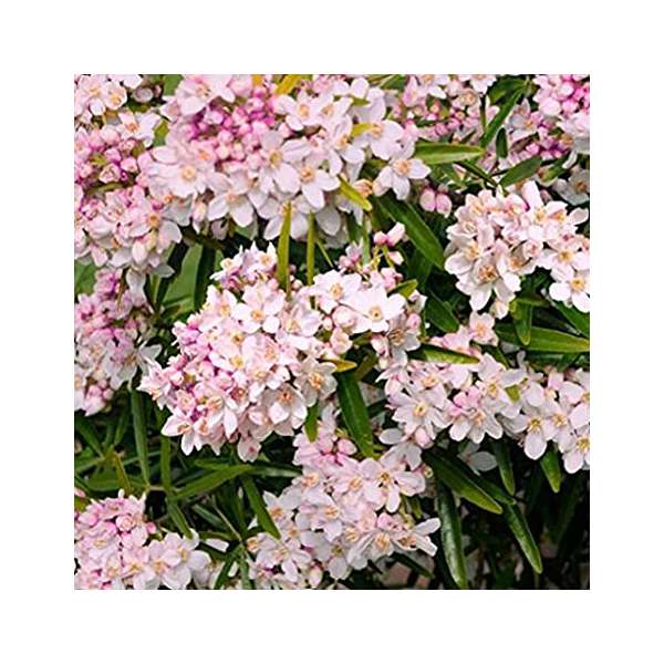 Choisya ternate'Apple Blossom' 