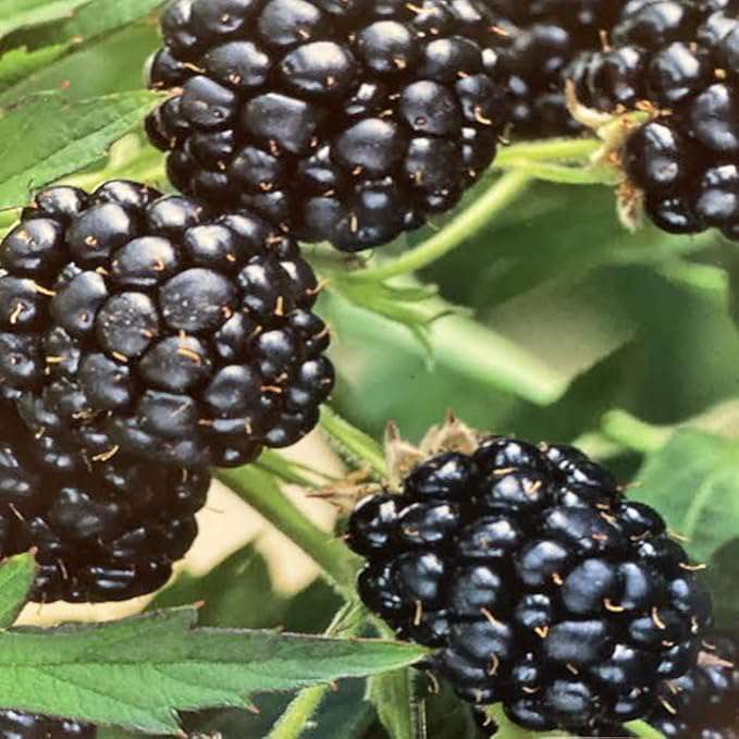 Rubus fruticosus'Oregon Thornless' 