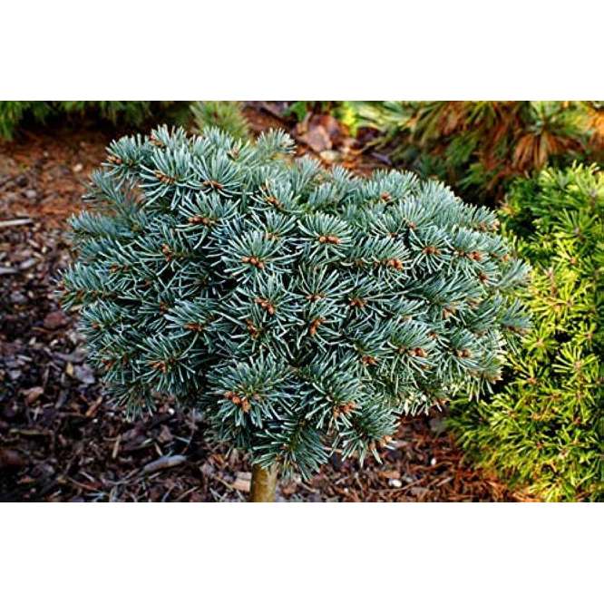 Abies procera'Prickley Pete' 