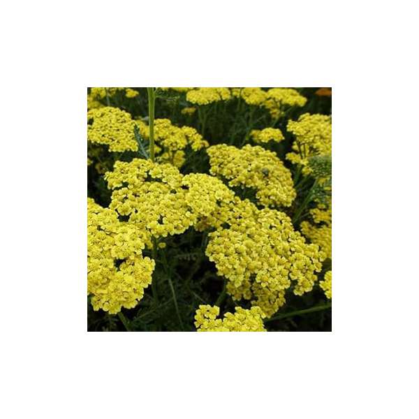 Achillea filipendulina'Cloth of gold'