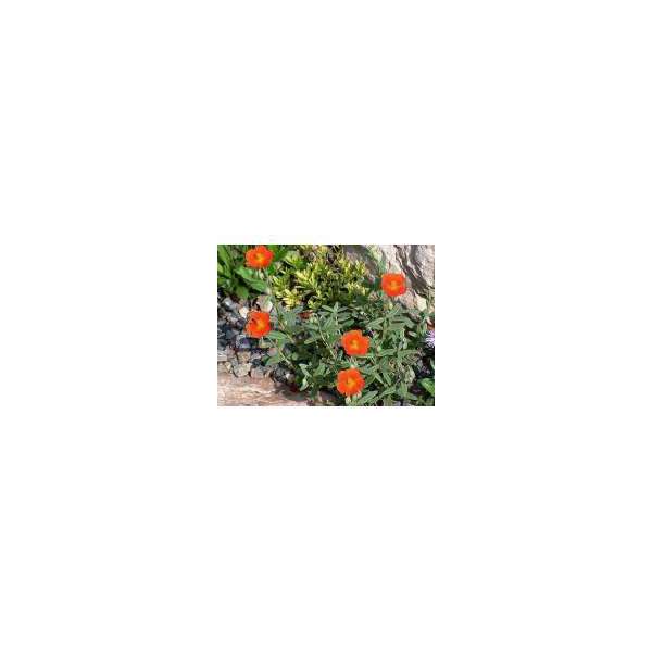 Helianthemum'Fire Dragon'