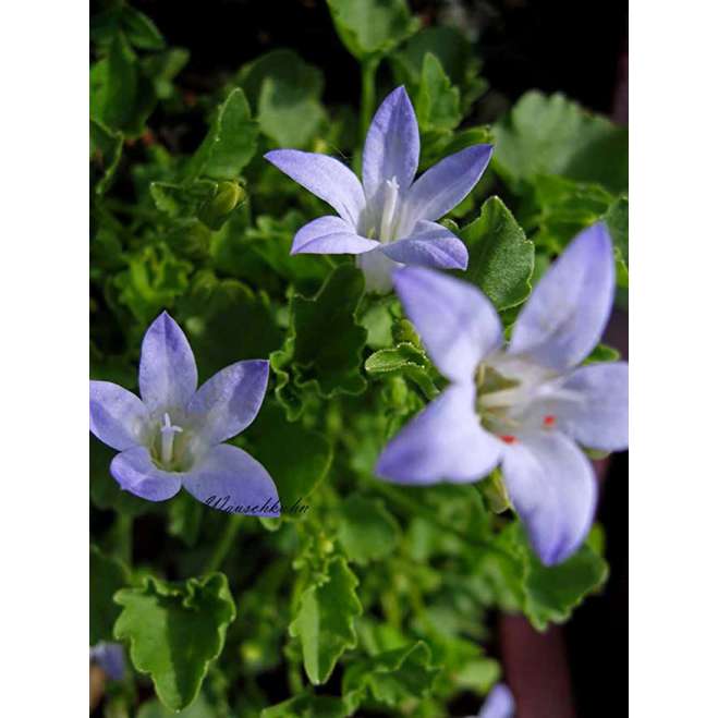 Campanula portenschlagiana'Liselotte'