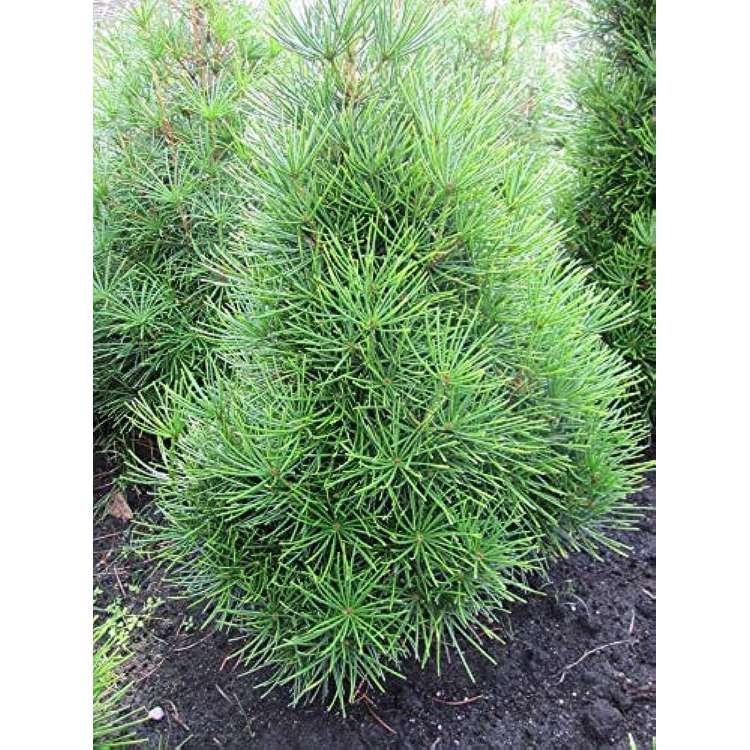 Sciadopitys verticillata'Koja Maki' 