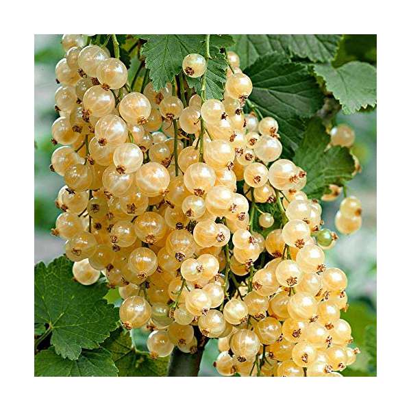 Witte aalbes (Ribes rubrum'Witte Parel') 