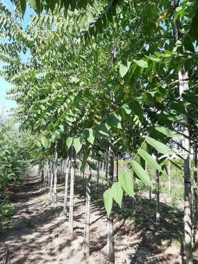 Fraxinus americana'Autunm Applause' 