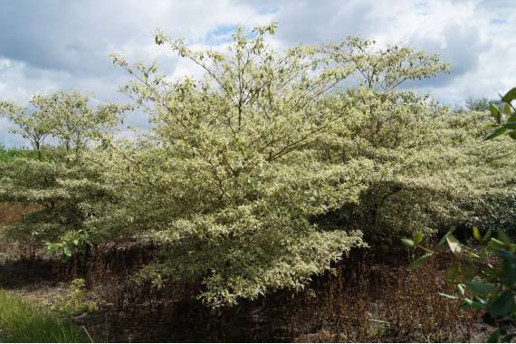 Cornus alternifolia'Argentea' 