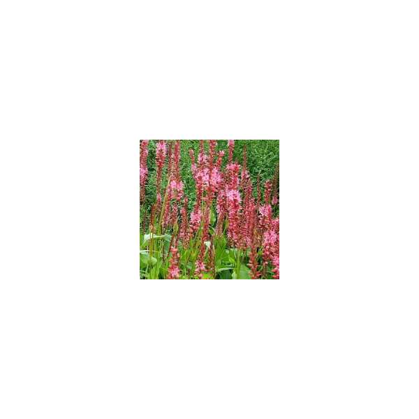 Persicaria amplexicaulis'Orangefield' 