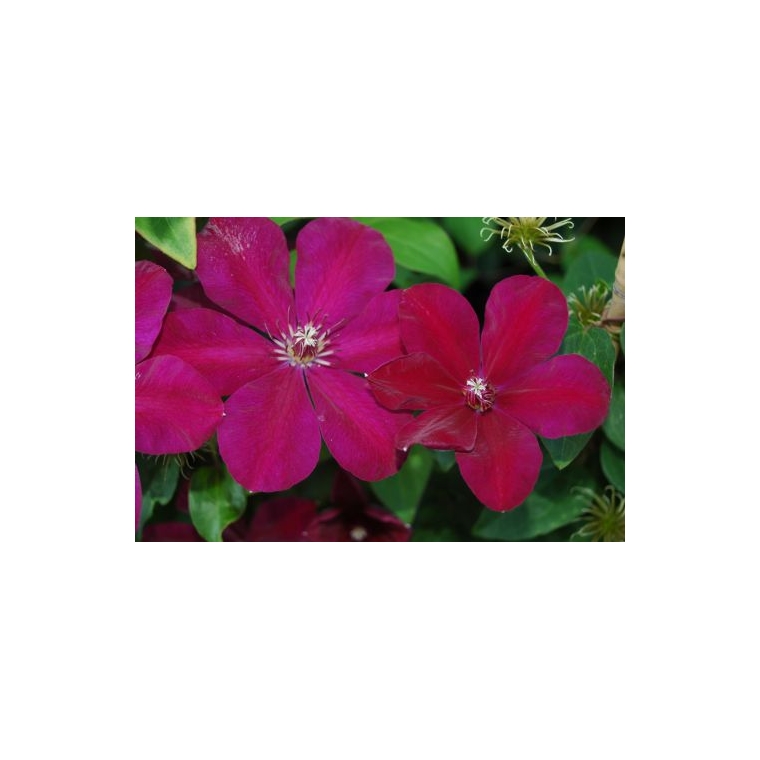 Clematis patens'Westerplatte' 