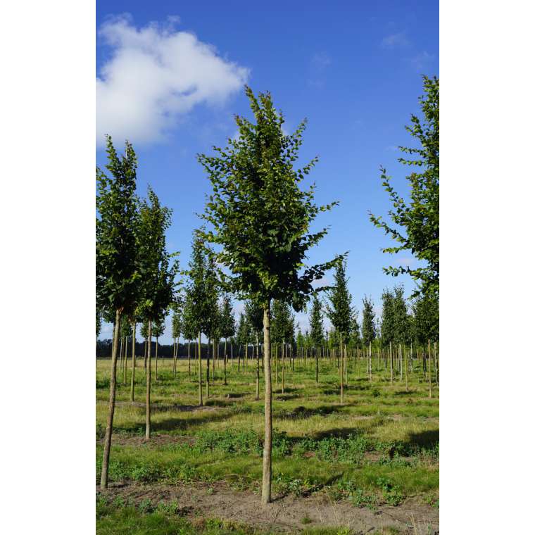 Carpinus betulus'Albert Beeckman' 