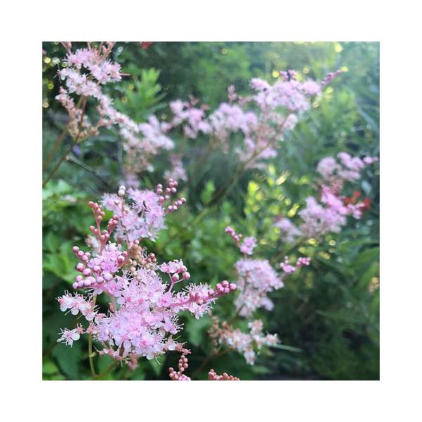 Filipendula palmata'Nana'