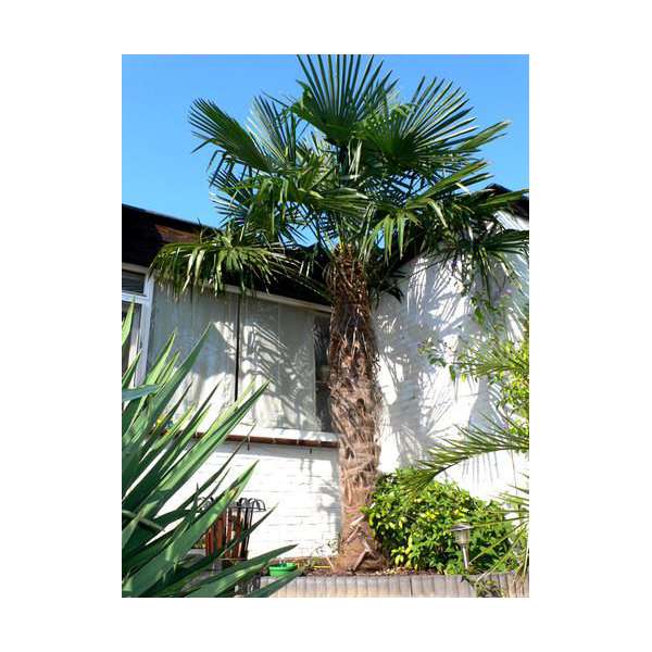 Trachycarpus fortunei 