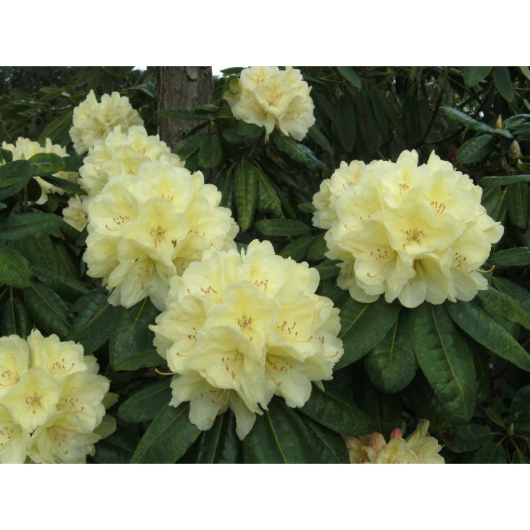 Rhododendron'Ehrengold' 