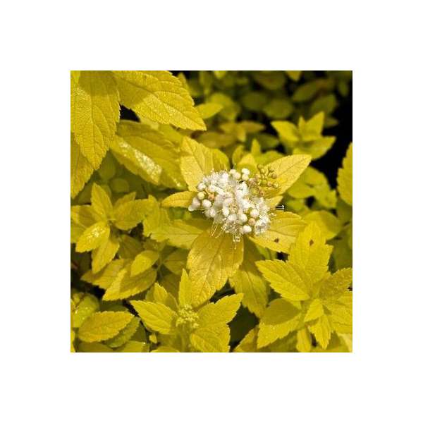Spiraea japonica'White gold' 